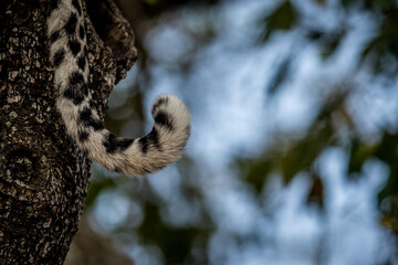 Close up of a Leopard's tail in a tree.
