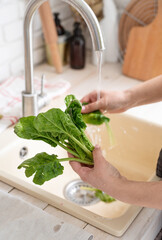 Obraz na płótnie Canvas Woman Washing spinach in the Kitchen Sink
