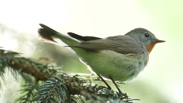 Close-up of an adult male Red-breasted flycatcher, Ficedula parva in an old-growth boreal forest in Estonia, Northern Europe.	
