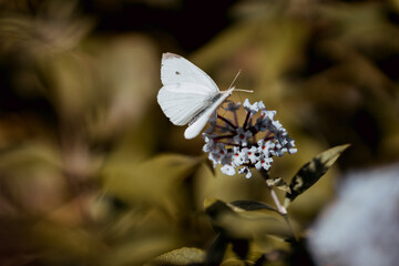 Shallow focus shot of a cabbage white butterfly collecting pollen from a white flower - Powered by Adobe