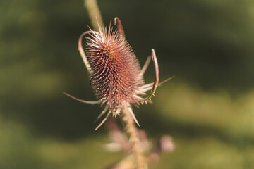 Macro focus shot of wild teasel plant in the garden in bright sunlight with blurred green background