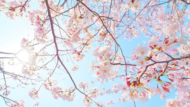 Pink cherry blossoms blowing in wind under the blue sky in fresh spring, Vertical shot