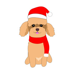 Toy poodle in santa clause hat and knit with white background