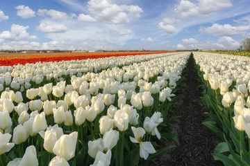 Tuinposter Landscape with tulip fields in the Beemster polder, Amsterdam, Netherlands. © Southtownboy Studio