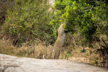 Big male Leopard marking territory.