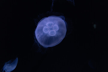 クラゲ　水族館