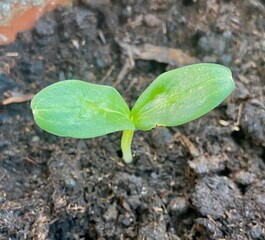 Young cucumber sprout in the ground
