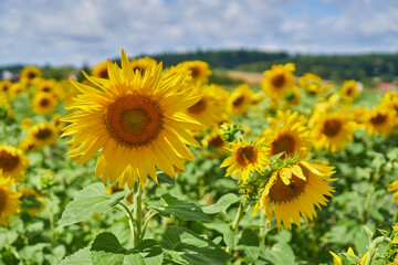 Sunflower field in the country