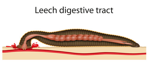 Image for leech digestive tract - obrazy, fototapety, plakaty