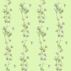 Watercolor seamless pattern with chamomile flowers drawn by hand on green background. For wrapper, decoration, fabric and other design.