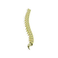Back Bone From side Vector flat design graphic 2d HD