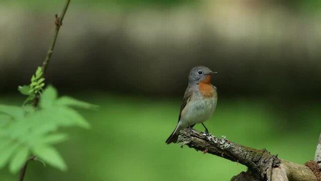 Close-up of an adult male Red-breasted flycatcher, Ficedula parva in an old-growth boreal forest in Estonia, Northern Europe.	
