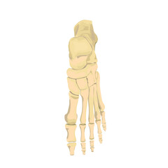Foot Bone top Vector flat design graphic 2d HD