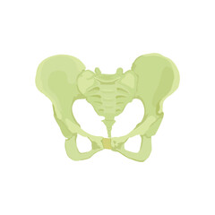 Pelvis Bone Vector flat design graphic 2d HD