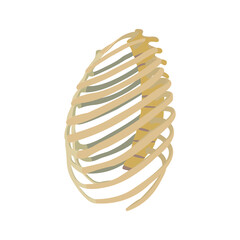 rib slats bone From side Vector flat design graphic 2d HD