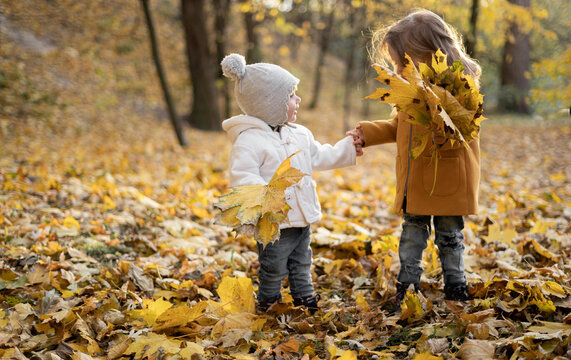 two girls sisters of preschool age walk on yellow maple fallen leaves in the forest. Children on a walk in the autumn park. enjoying autumn cool weather outdoors at sunset.