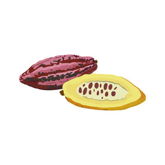 Cacao Fruit Vector flat design graphic 2d HD