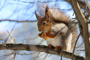Red squirrel sitting on a tree branch in forest and nibbling nut on blue sky background