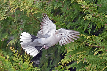 Türkentaube (Streptopelia decaocto)