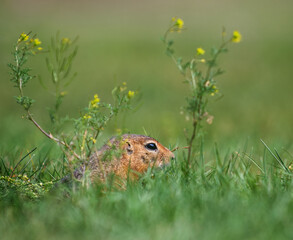 Marmot hiding in the grass near a mink
