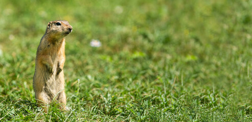 Naklejka na ściany i meble Marmot standing on its hind legs on the grass . Stretched panoramic image for banner