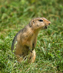 Naklejka na ściany i meble Marmot standing on its hind legs on the grass