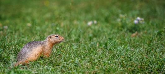 Naklejka na ściany i meble Marmot running on green grass . Stretched panoramic image for banner
