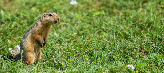 Naklejka na ściany i meble Marmot standing on its hind legs on the grass. Stretched panoramic image for banner