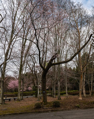 三月末　樹木公園の春を待つ風景