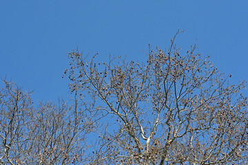 tree branches against blue sky