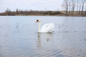 profile of white swan on blue misty lake