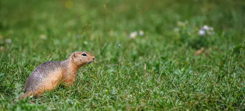 Marmot running on green grass . Stretched panoramic image for banner