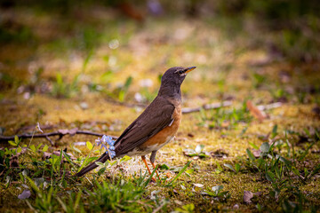 北海道の5月、マミチャジナイの春。
