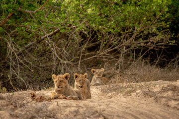 Lion cubs in the sand of a dry riverbed in the Kruger National Park, South Africa.