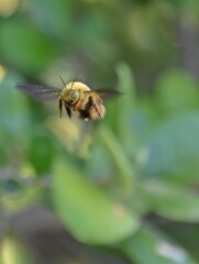 Close up of a Carpenter bee in flight