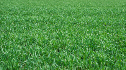 Green field with blue sky as background.