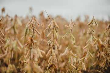 soybean field
