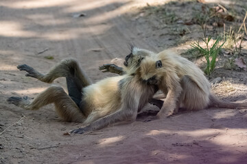 Gray langurs, two monkeys playing together, funny attitude, in India, Madhya Pradesh 
