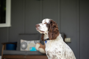 Relaxed Springer Spaniel sitting on porch