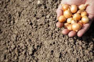 Planting yellow onion seeds