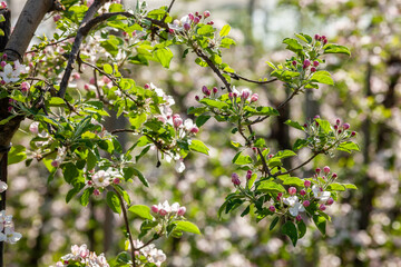 Apfelbaum mit Zweigen voller weisser Apfelblüten © Christian Bullinger