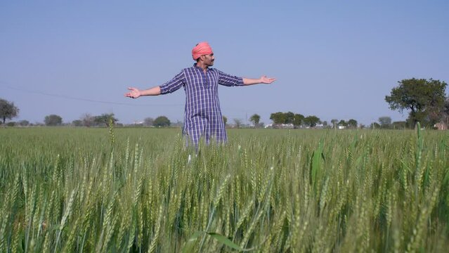 A middle-aged peasant / worker checking / touching his blooming wheat crops  - Indian agriculture. An Indian farmer is happy to see his crops grow - satisfied  a good crop yield  cultivation