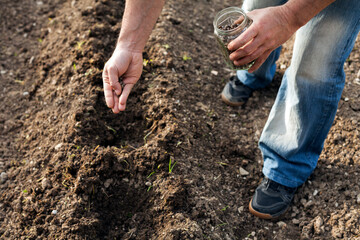 Planting seeds (beans) of black beans