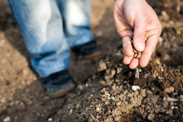 Planting seeds (beans) of black beans
