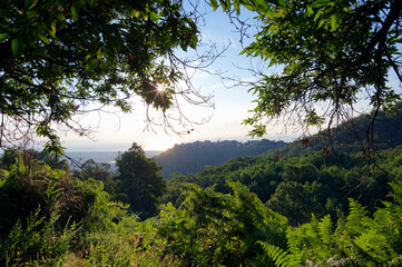 Penta-Di-Casinca village and Casinca forest in Corsica island