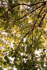 Branch of the apple tree covered with leaves and apple fruits