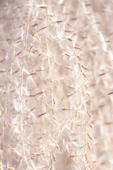 Close-up of the miscanthus plant fluffy inflorescence lit by the sun
