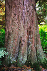 Close-up of the big tree trunk 