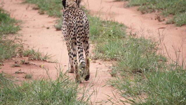 cheetah on a walk

