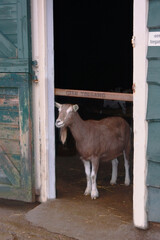 Cute goat standing on the barn threshold 